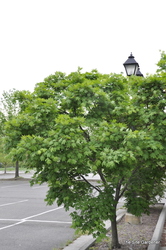 Acer pseudosieboldianum — photo 6